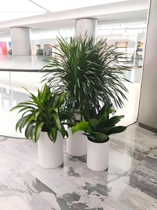 速看！宁波鄞州植物租摆价格全解析